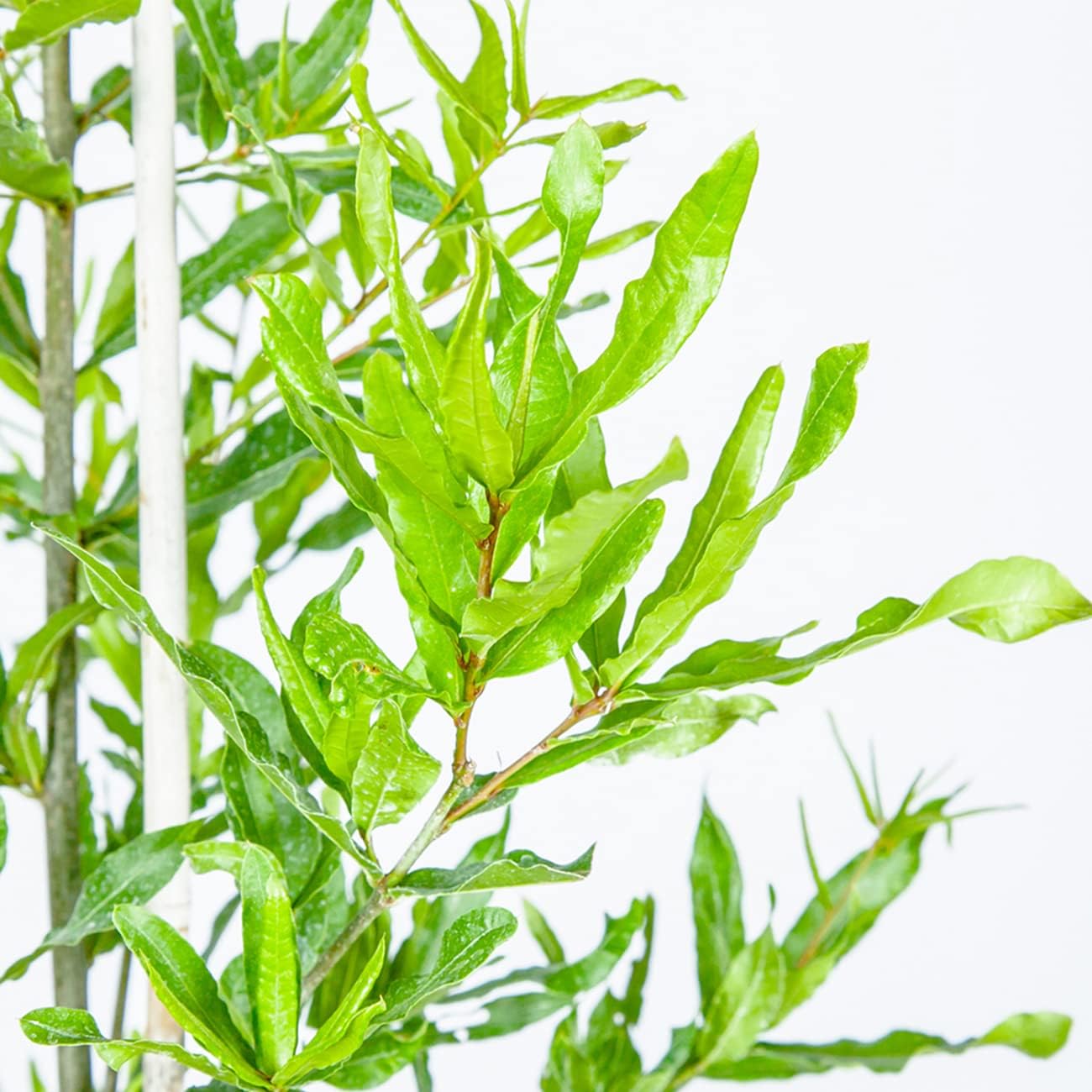 Perfect Plants Willow Oak Tree 1-2ft Tall | Live Trees for Outdoor Planting | Fast Growing Plant Creates a Canopy of Shade | Acorn Production Attracts Wildlife Such as Deer & Squirrels