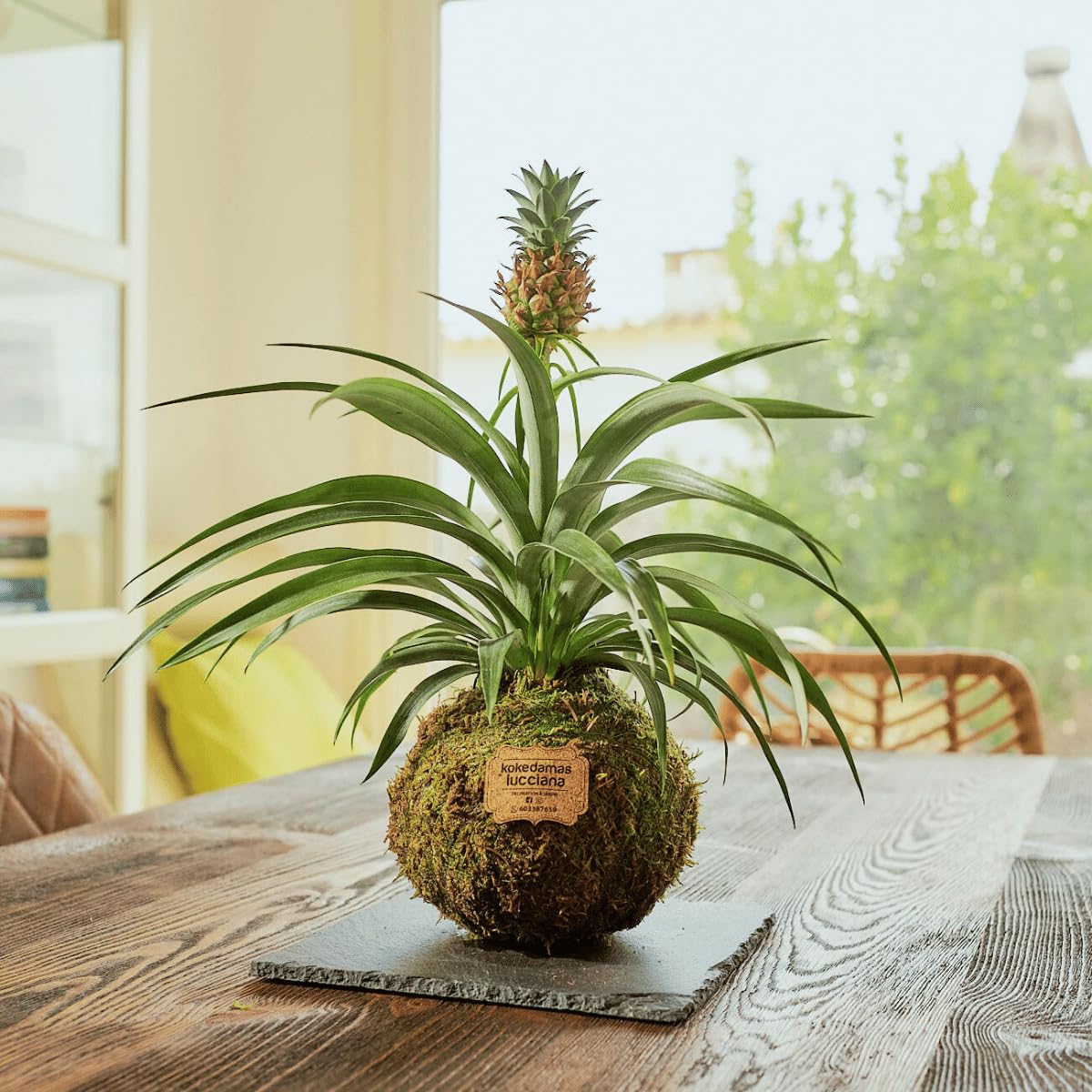 Kokedama Piña Mini Natural - Kokedama Interior | Bola de Musgo Vivo | Planta Natural | Planta Interior | Decoración Hogar | Fácil Cuidado y Mantenimiento — view 3