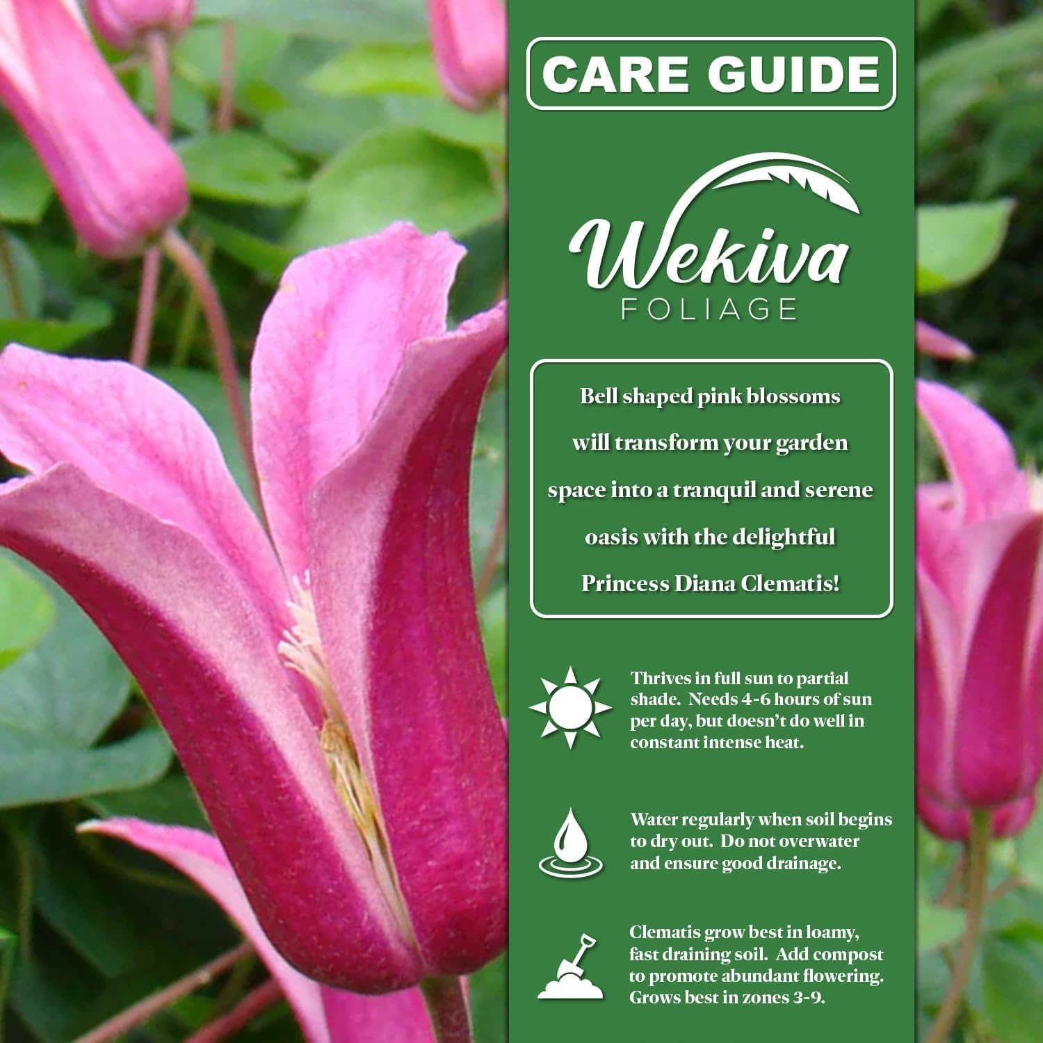 Clematis Princess Diana - 2 Live Starter Plants - Beautiful Graceful Bell Shaped Pink Flowering Vine