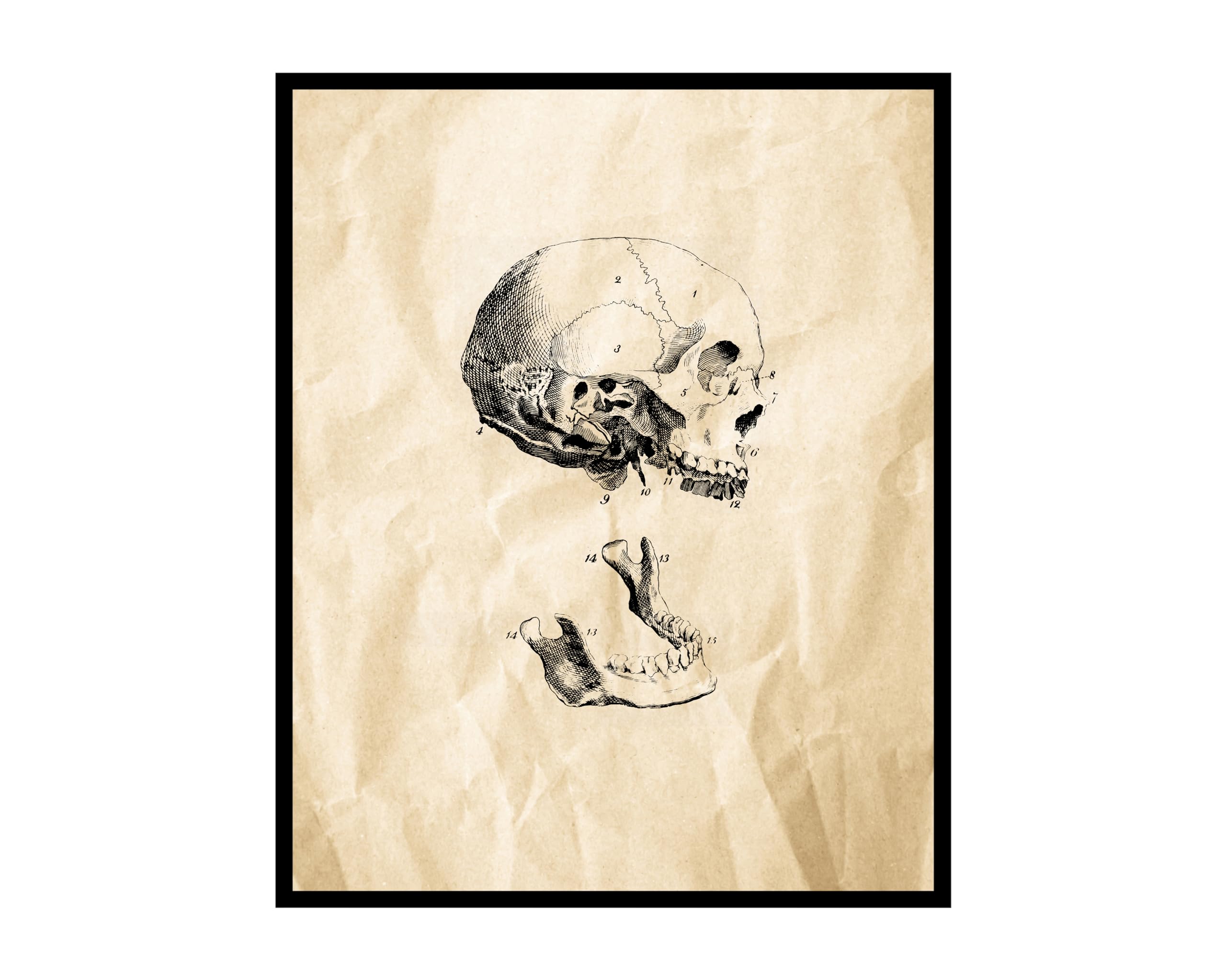 Amazon Poster Master Human Skull Poster Skeleton Print Anatomy
