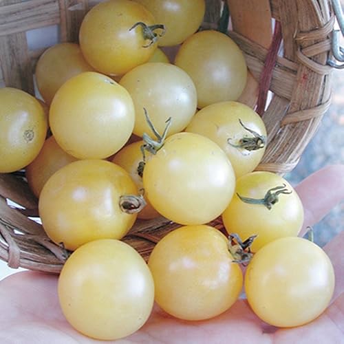 Semillas Cherry Tomate Snow White Heirloom Vegetal para plantar sin OMG