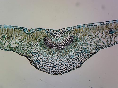 Hoja de Ligustrum - Diapositiva de microscopio