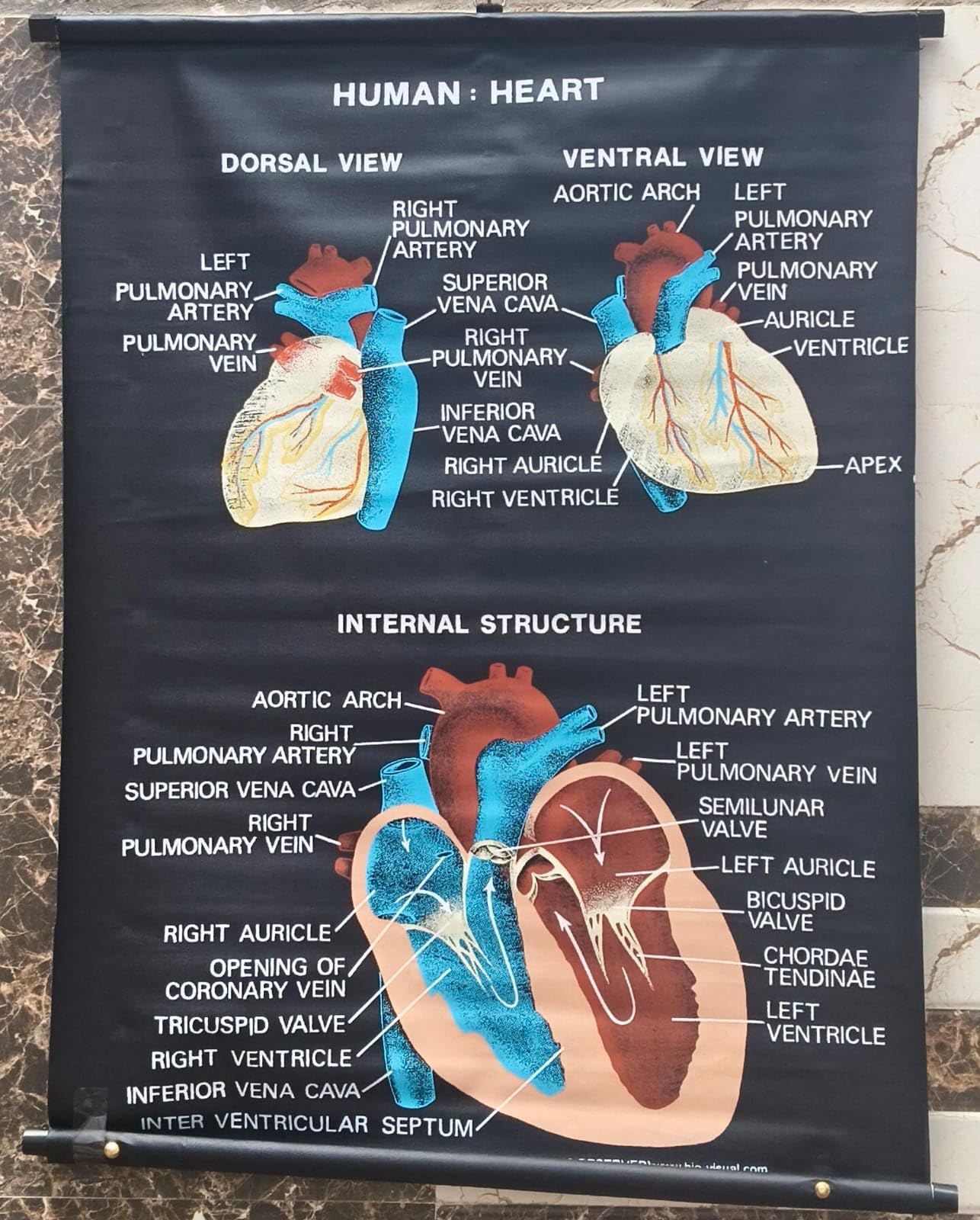 Biocrafts Educational Charts | Title" HUMAN HEART in Biology" | Rexine MATERIAL, Waterproof, for School and Colllege Kids & Home Learning| Science Charts | CBSE Charts | BSC MSC Chart| SIZE 90x60 cm-picture-48
