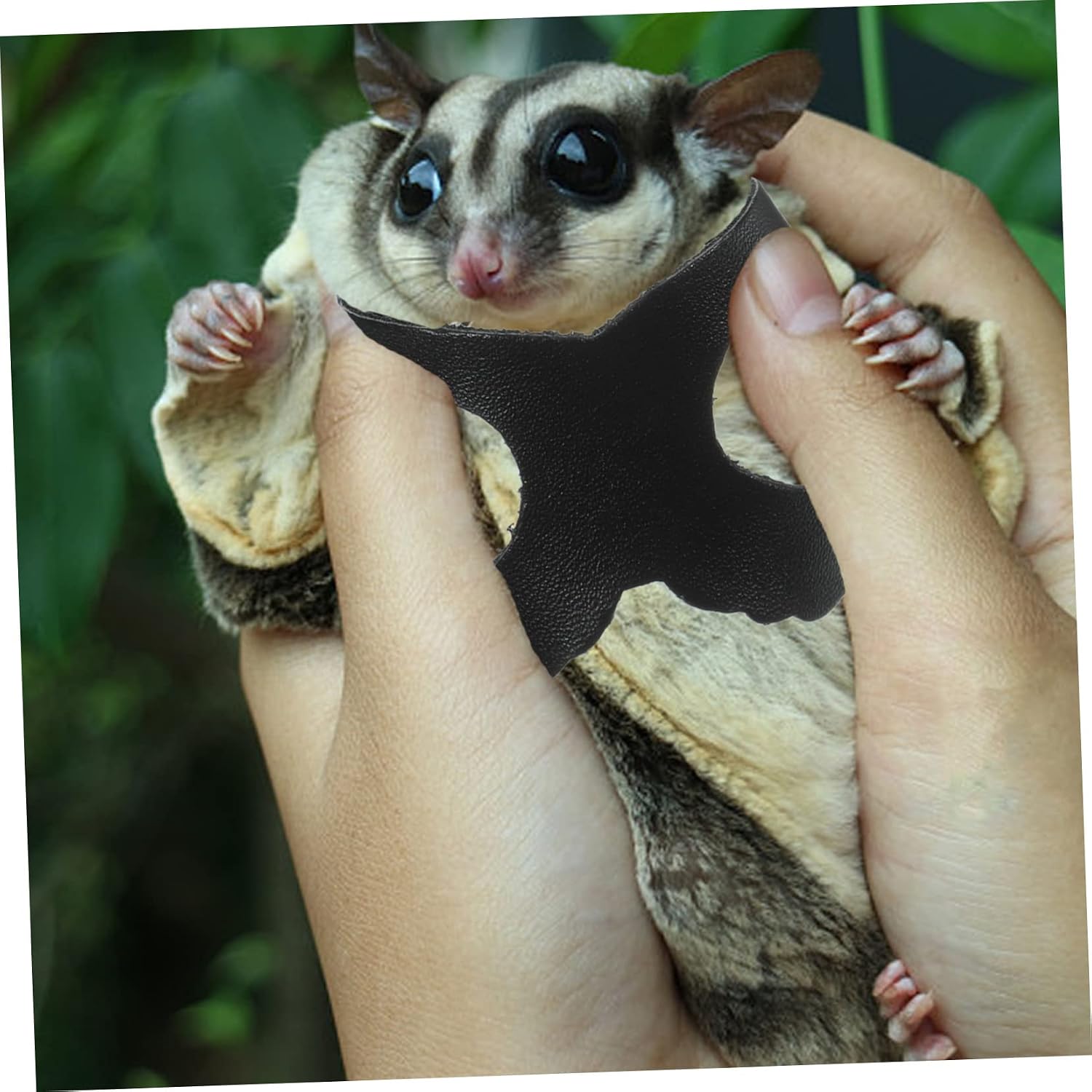Adjustable Sugar Glider Leash Traction Rope Black Small PET Walking Harness Bite Chain for Outdoor Use