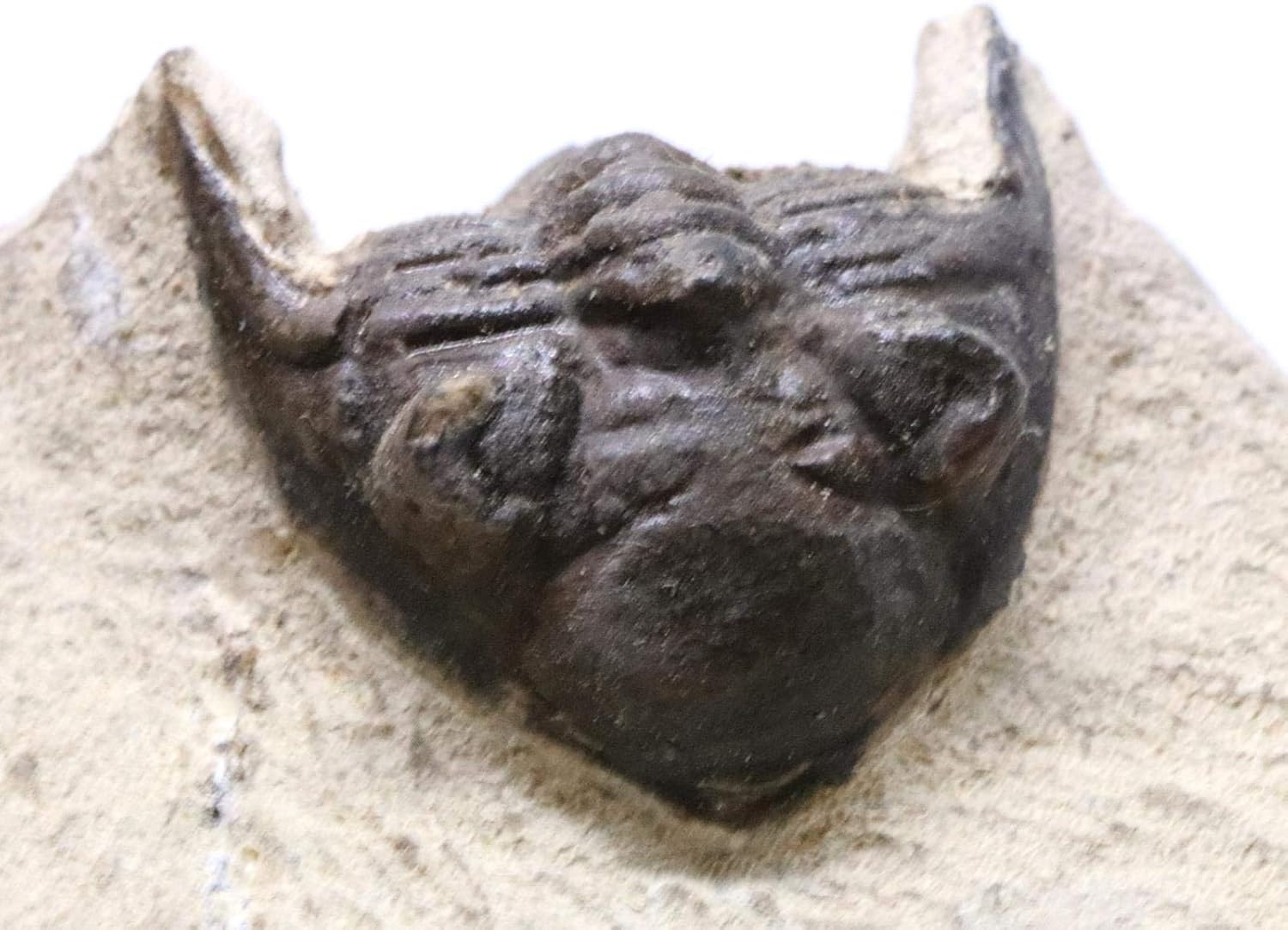 Trilobite Metacanthina Fossil Morocco 390 Million Years Old #15261 14o