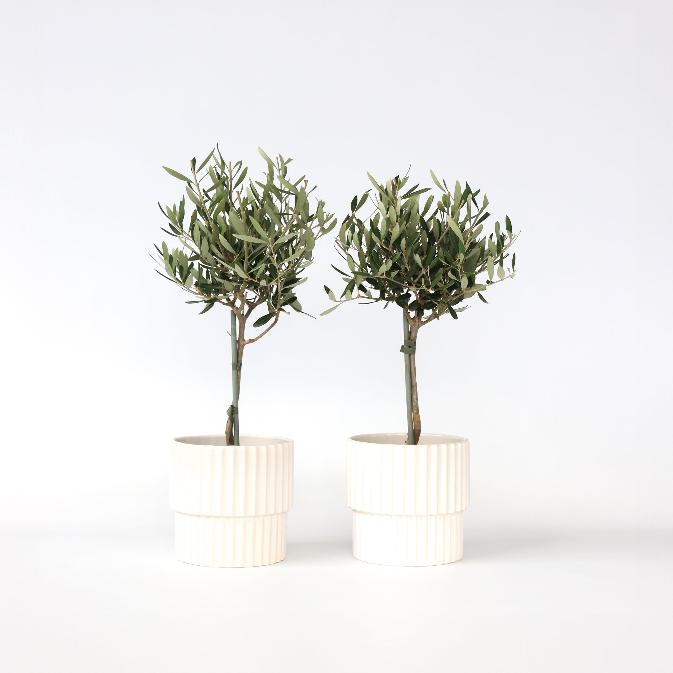 Olea Europaea Olivier exterieur Set de 2 Pot 14cm Hauteur 50-60cm