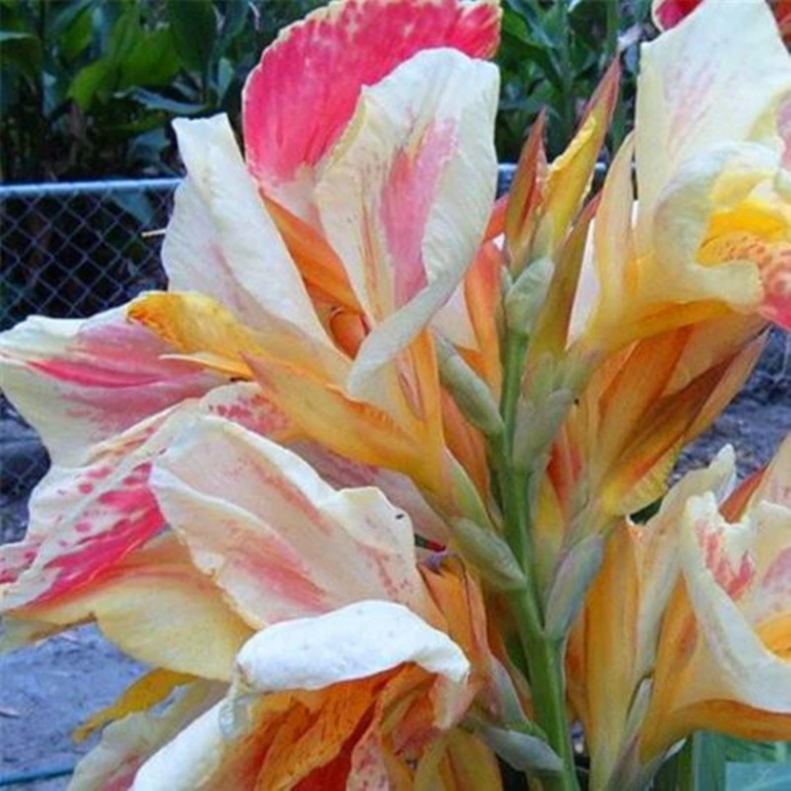 Perennial,Jumbo Canna Lily Bulbs,for Stunning Garden Displays-4 Bulbs-A