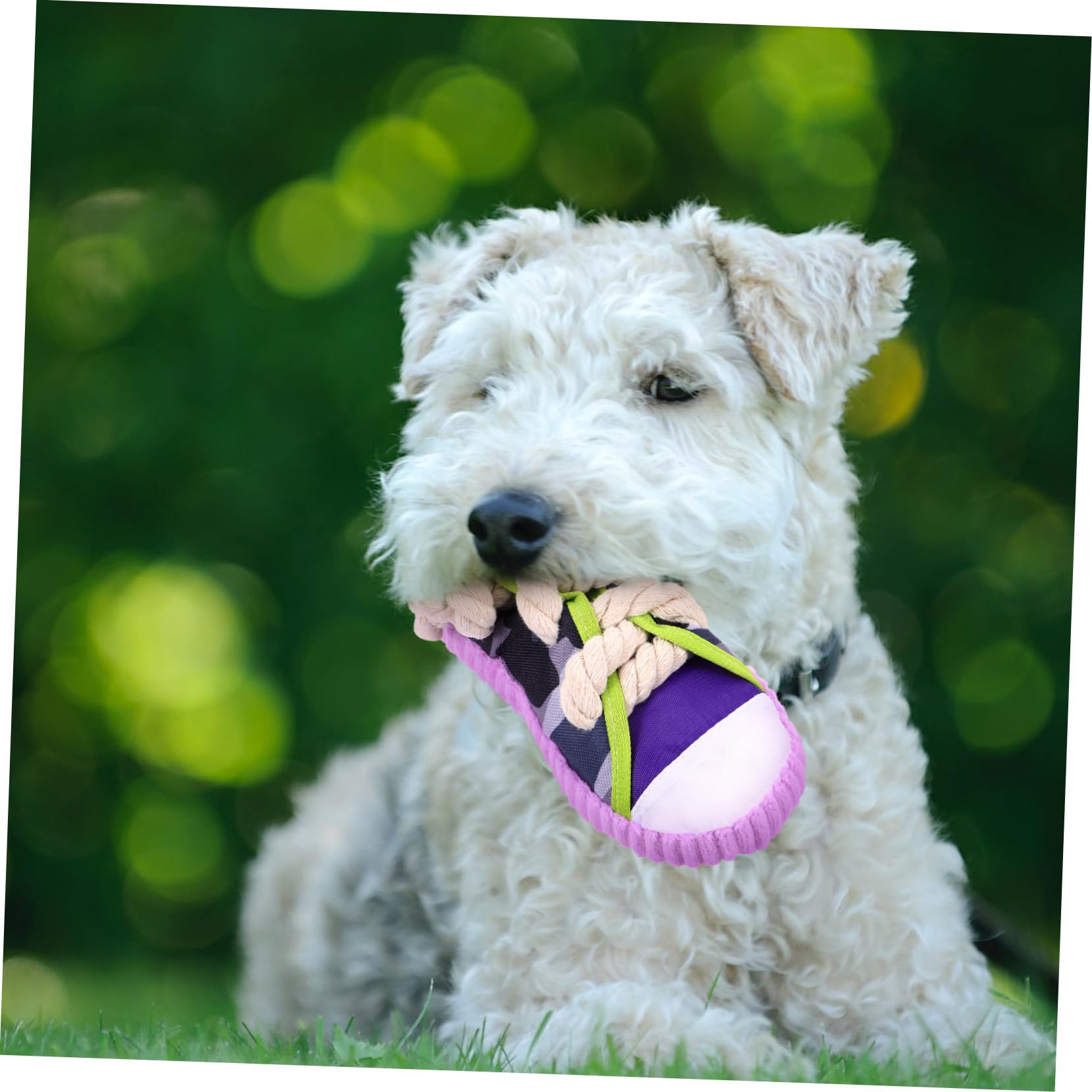iplusmile Juguete para Perros Molar Forma de Zapatilla con Chirriador Resistente y Ligero para Cachorros y Perros Pequeños Interactivo y Práctico para Morder y Corregir Hábitos