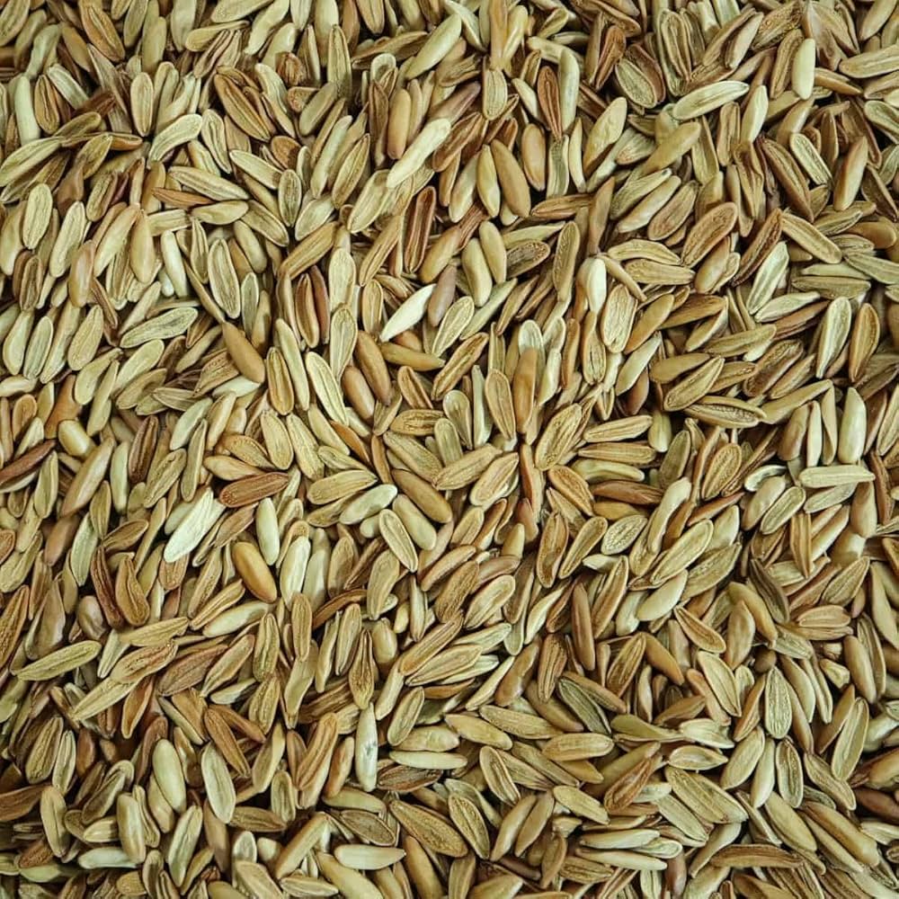 GeneseeD　パキポディウム グラキリス種子 種子] パキポディウム グラキリス Lot.2025H Pachypodium