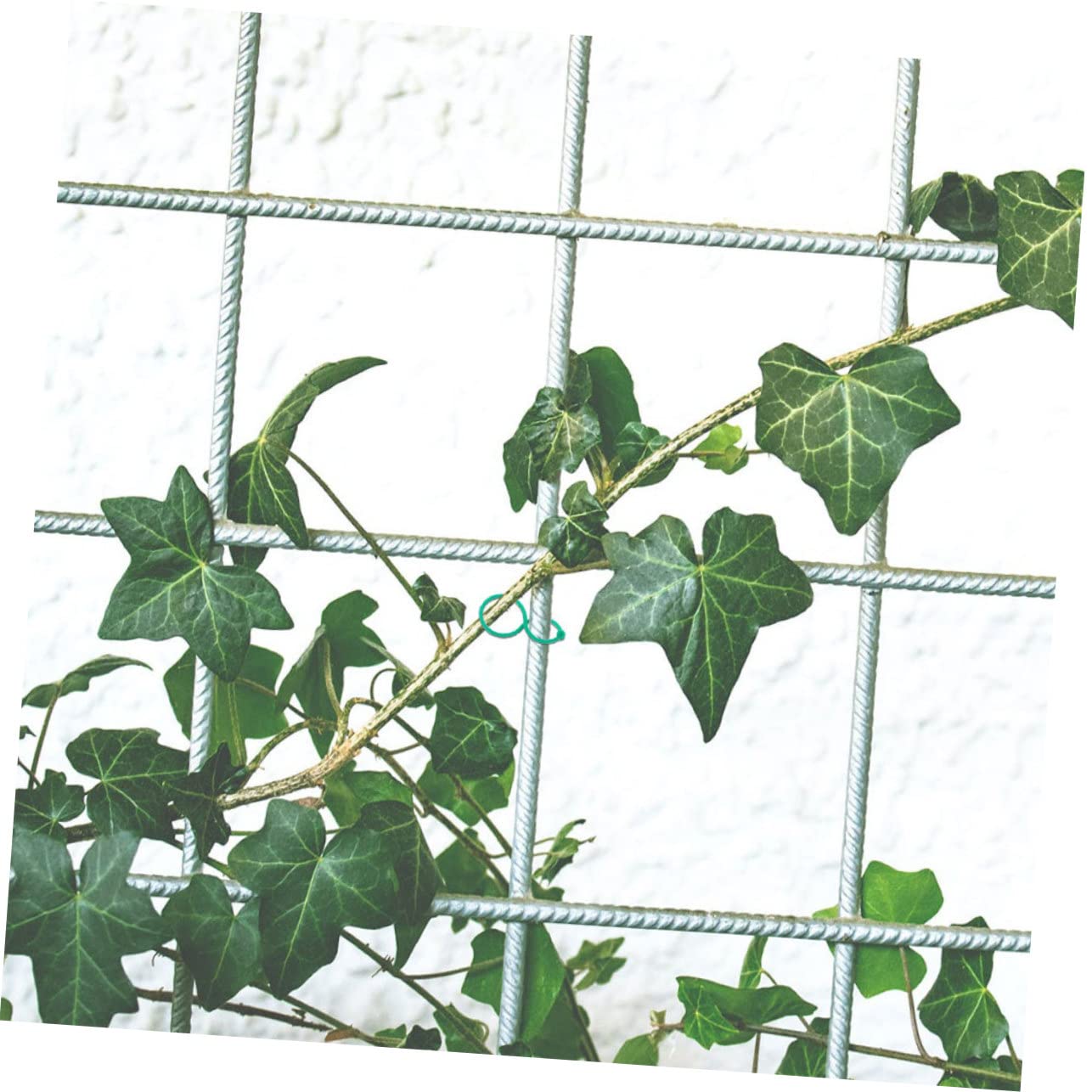 ifundom 4 Sätze Wiederverwendbare Pflanzenclips Große Garten Klammern Zur Unterstützung Von Pflanzen Für Gemüse Hochwertigem Kunststoff Für Tomaten Und Robuste Pflanzen 100 Stück * 4