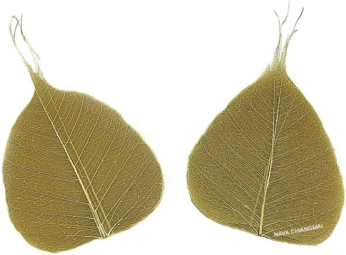 NAVA CHIANGMAI Skeleton Natural Ficus Religiosa Leaves Artificial Leaves Craft Card Scrapbooking DIY Embellishment Decoration Art Greeting Cards Wedding Gifts Seasonal Gift (Gold)