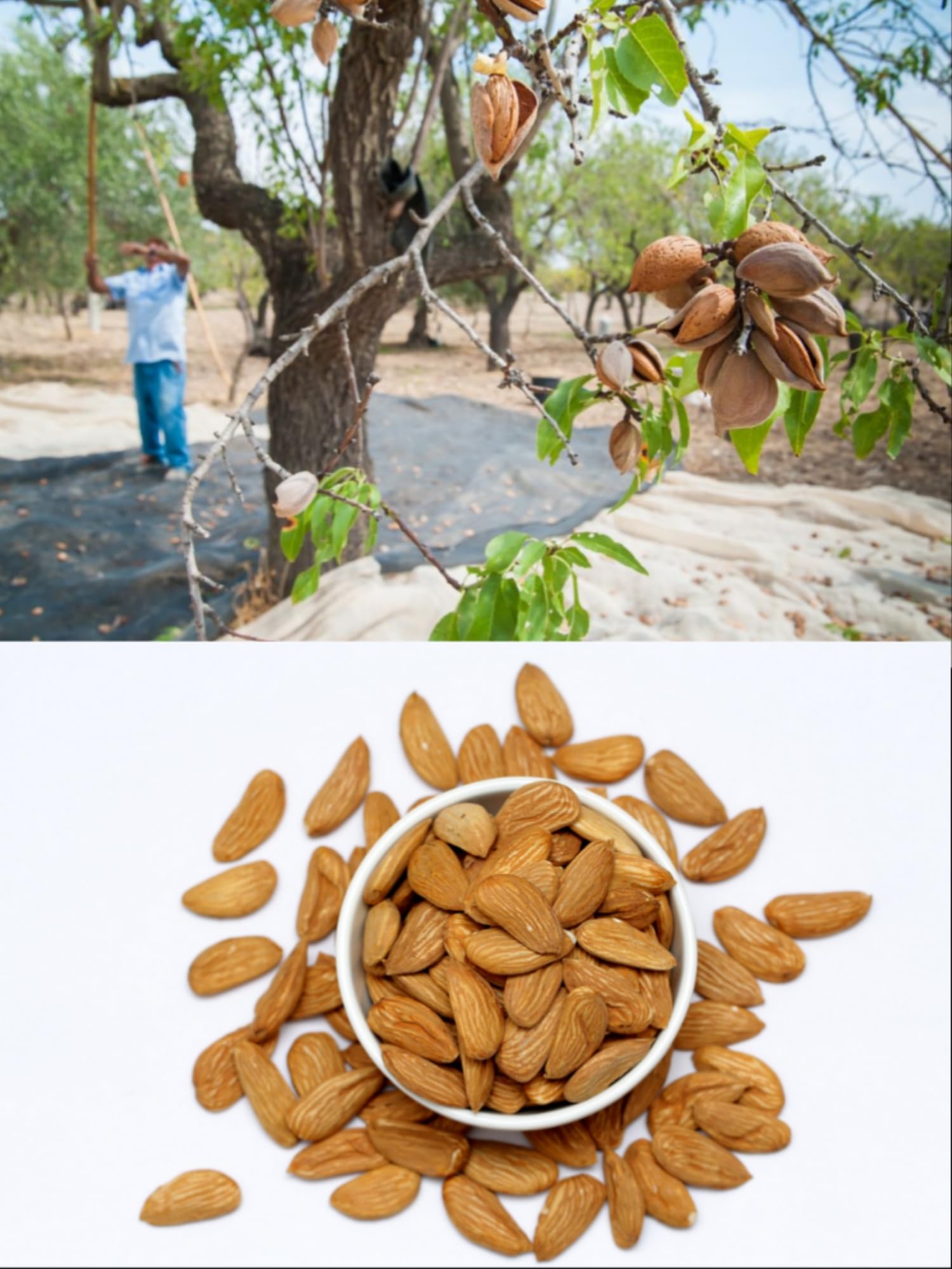 See full amazon price history chart for Agriward Farm Premium Mamra Almond (Badam) Plant- Pack Of 1- Live Grafted Healthy Plant- Height 2Ft To 3Ft. Agriward Farm Premium Mamra Almond (Badam) Plant- Pack Of 1- Live Grafted Healthy Plant- Height 2Ft To 3Ft. (B0CG39XRGJ) Amazon Price History, Amazon Price Tracker