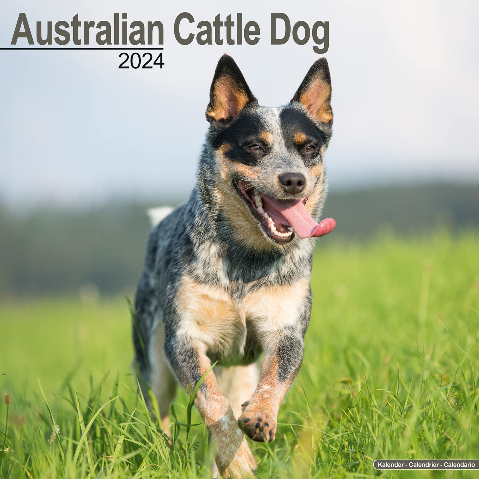 Australian Cattle Dog Calendar Dog Breed Calendars 2023 2024 wall