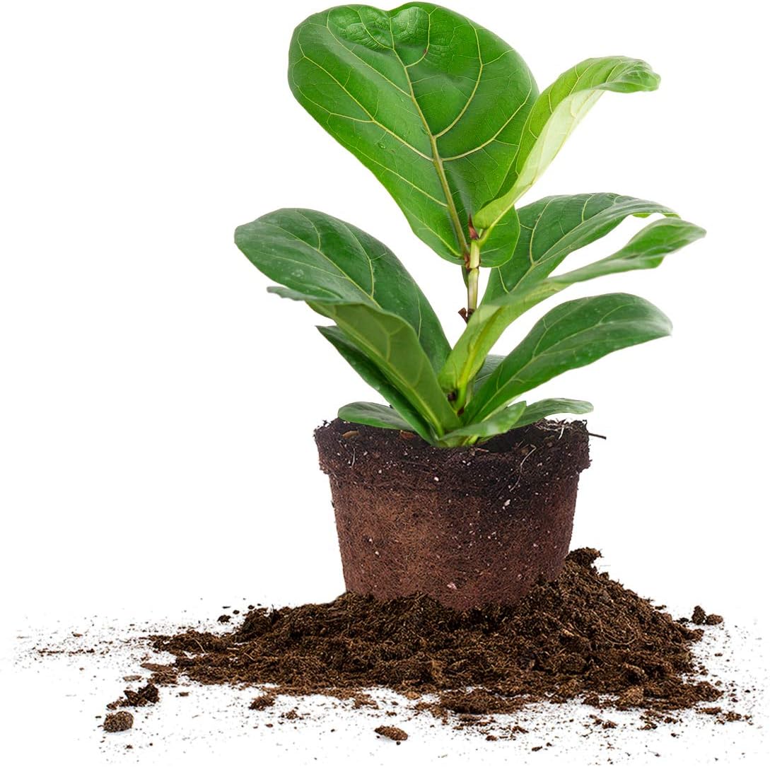 PERFECT PLANTS Fiddle Leaf Fig | Ficus Lyrata Perfect for Medium to Bright Sunlight, 6 in. Grower's Pot, Natural Air Purifier