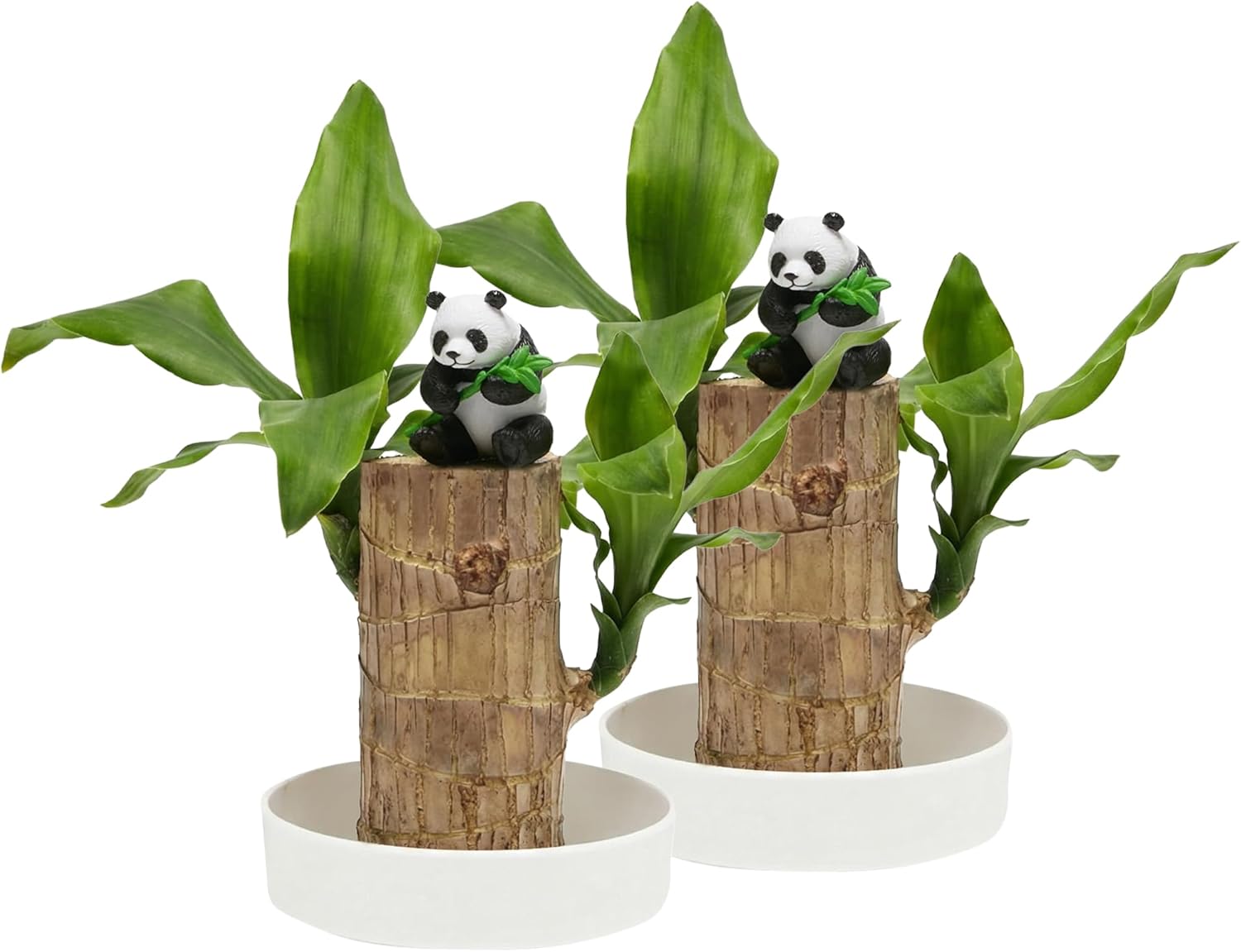 Brazilian Lucky Wood Hydroponic Kit - No Soil Needed, Lucky Tree with Tray & Figurine, Office Desk Decor & Housewarming Gift