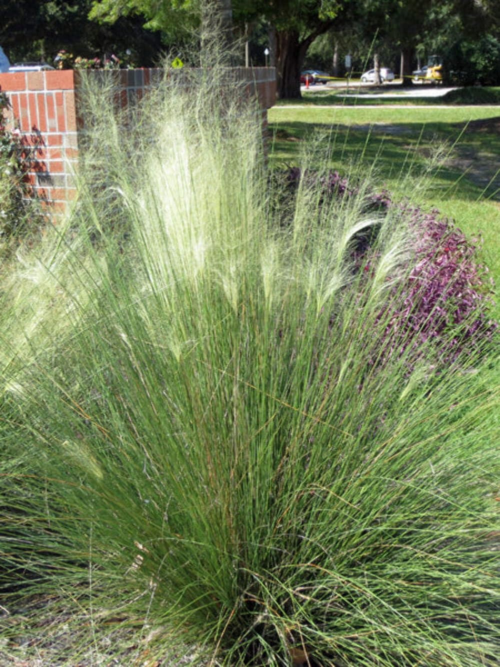 White Cloud Muhly Grass