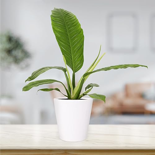 Miniatura 3 de Green Circle Growers Philodendron Campii - Plantas de interior vivas en maceta blanca Quinn de 5 pulgadas, planta de interior