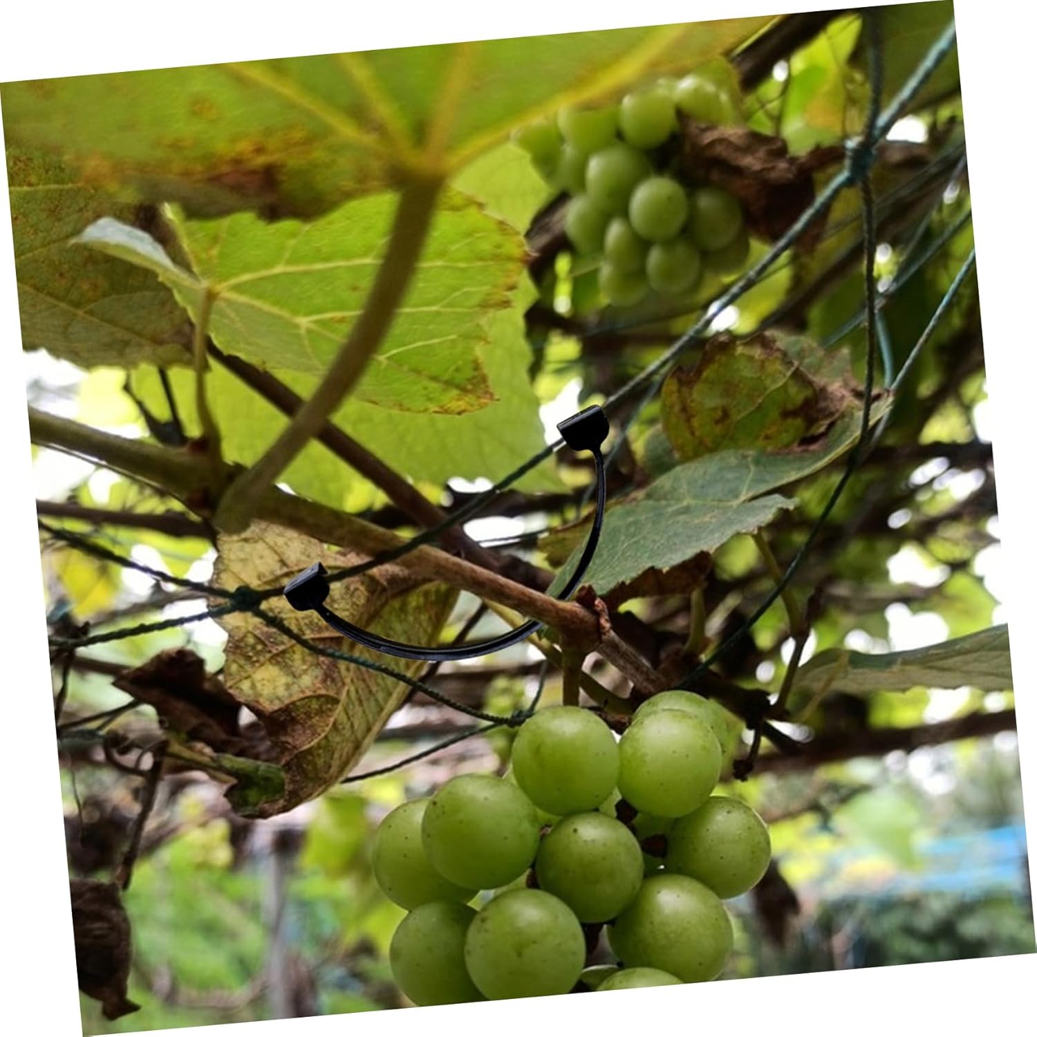 POPETPOP 1bag Plant Support Clips Durable Vine Fixing Clamp for Grapes Kiwi and Fruit Trees Non-damaging Garden Accessories for Secure Plant Growth
