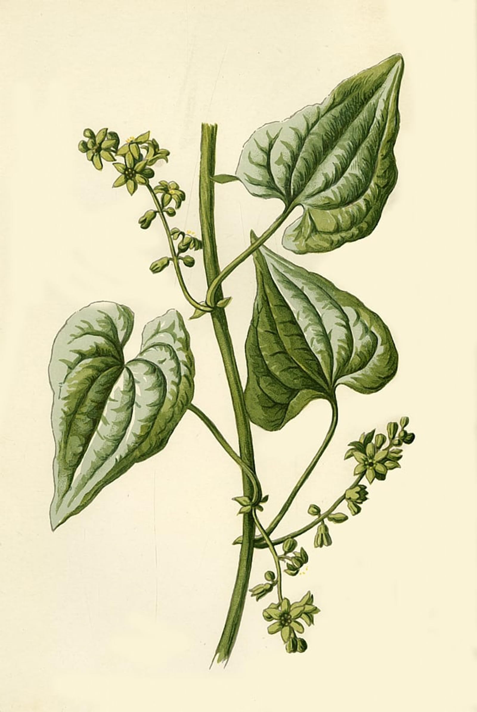 ARTXLXXBN Famous Print Painting Colorful Art Print Black Bryony by Frederick Edward Hulme Canvas Art Decorations for Home Decor 60x90cm