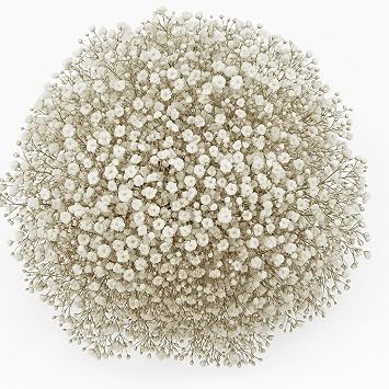 GlobalRose 30 Stems of Fresh Cut Gypso Perfecta Fillers - Babys Breath Fillers - Fresh Flowers Perfect for Wedding