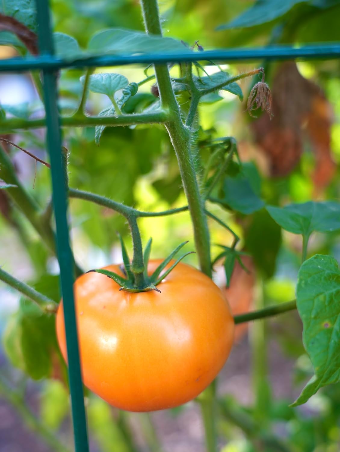 Happy Trees 大型高耐久トマトケージ - 野菜や植物の登山をサポート - 18インチ x 18インチ x 58インチ -