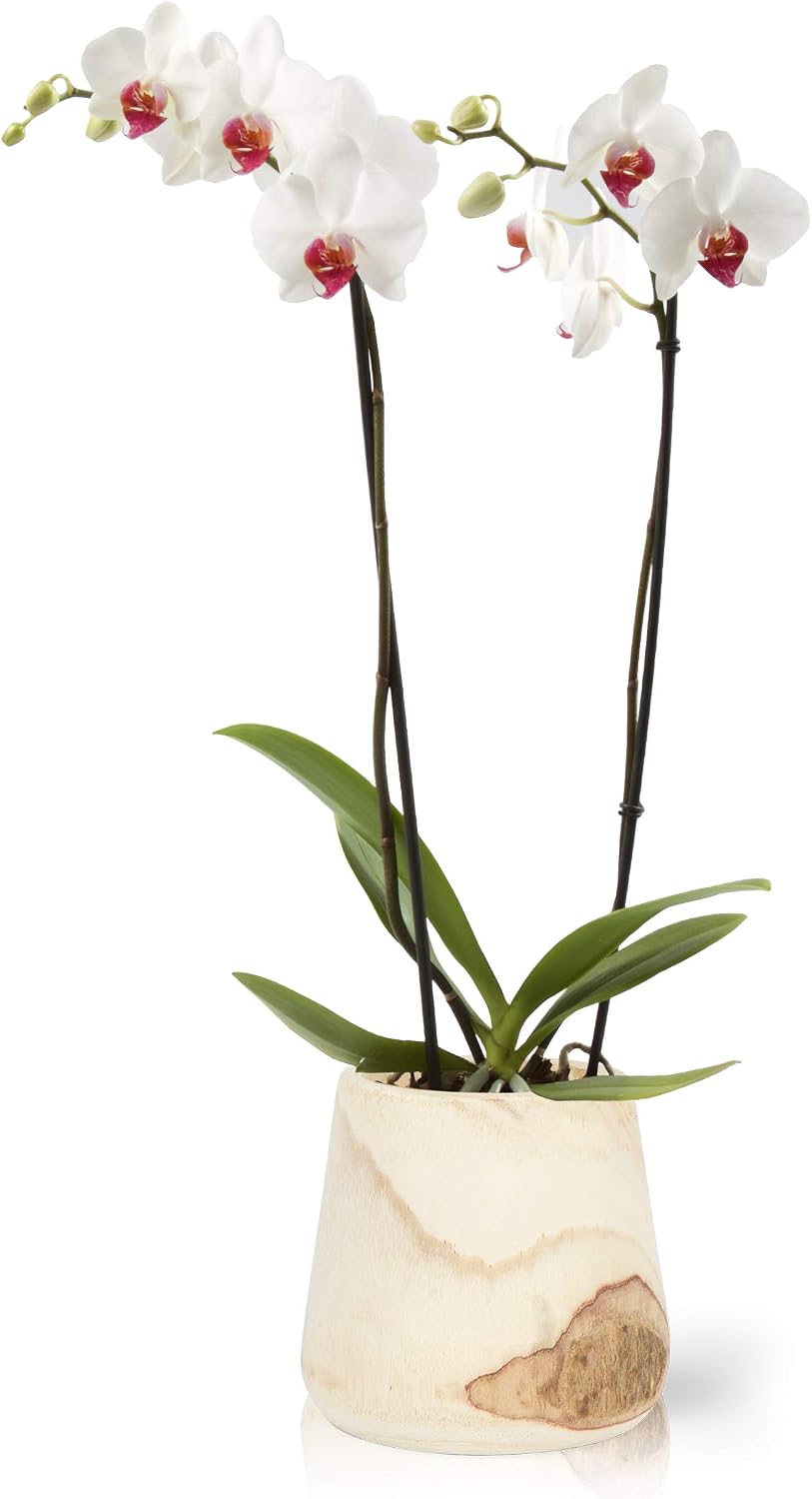 Color Orchids Live Blooming Double Stem Phalaenopsis Orchid Plant in Ceramic Pot, 20" -24" Tall, White Red Lip Blooms