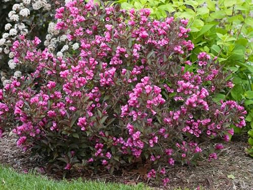 Tristar Plants - Java Red Weigela - 1 Gallon Potted Plant 1'-2'Ft Tall, Established Roots, Fast Growing Trees, Weigela Florida #TOP1