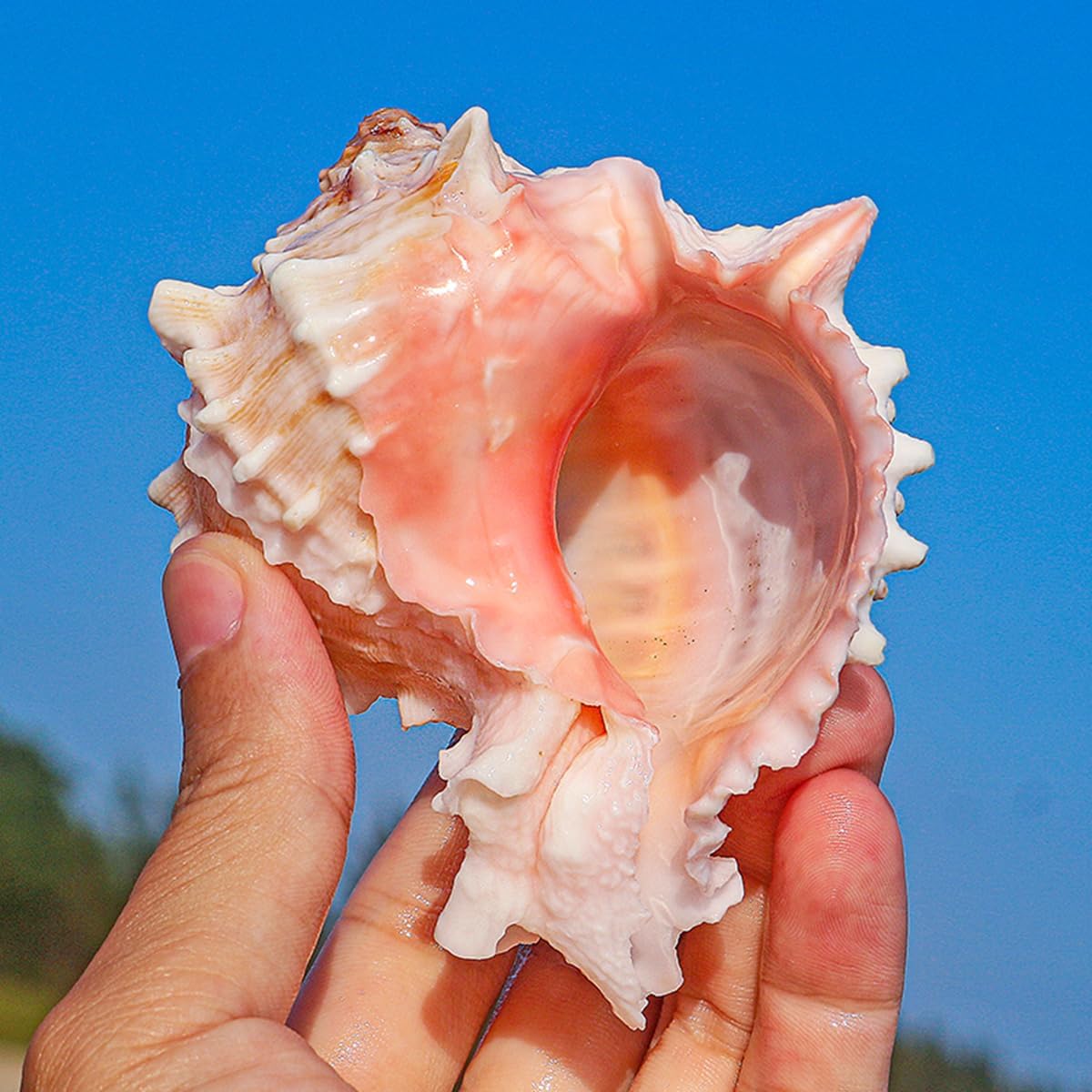 Beach Shells,Natural Shell, Natural Conch Sea, Large Natural Rare Sea Shells, Ocean Conch 6-9Cm Seashells Perfect for Wedding Decor Beach Theme Party And Fish Tank(1PCS)(7~8cm)