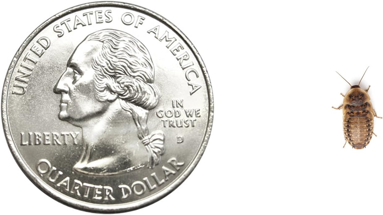 Dubia Roaches 1000 Extra Small