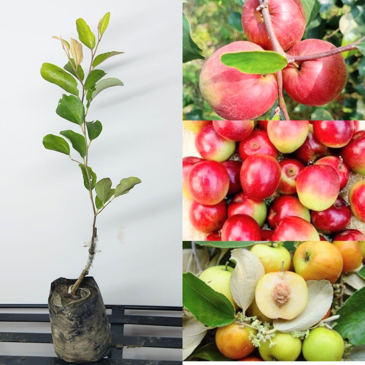 Golden Bloom 1 Live Grafted Kashmiri Red Apple Ber Plant Grafted Red Apple Ber Thailand variety - Next Year You Get Fruits (Height 1 FT) (B0C5C7JZ1J) Amazon Price History, Amazon Price Tracker