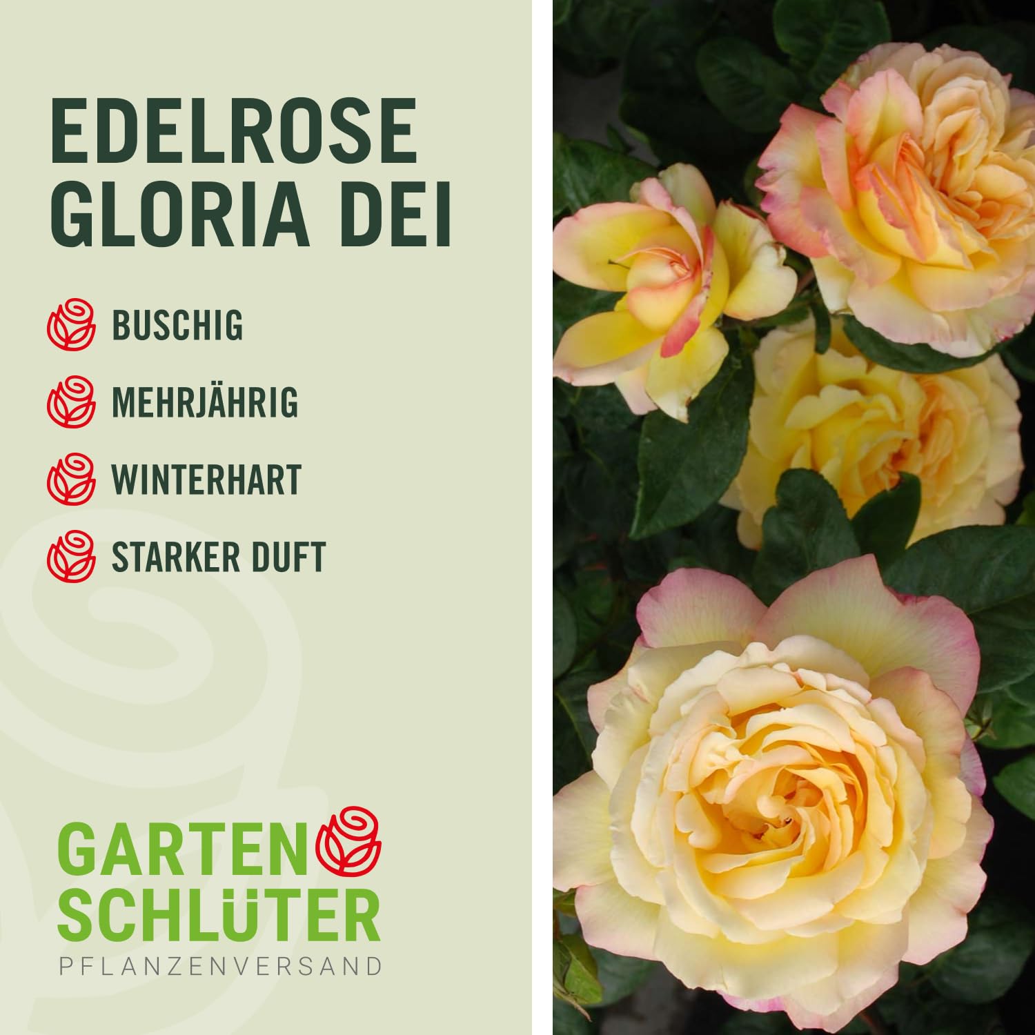 Edelrose Gloria Dei in lichtgelb mit rosa Rand - Duftrose winterhart - Rosen-Blüte in lichtgelb mit rosa Rand - Rose stark duftend im 5 Liter Container von Garten Schlüter - Pflanzen in Top Qualität