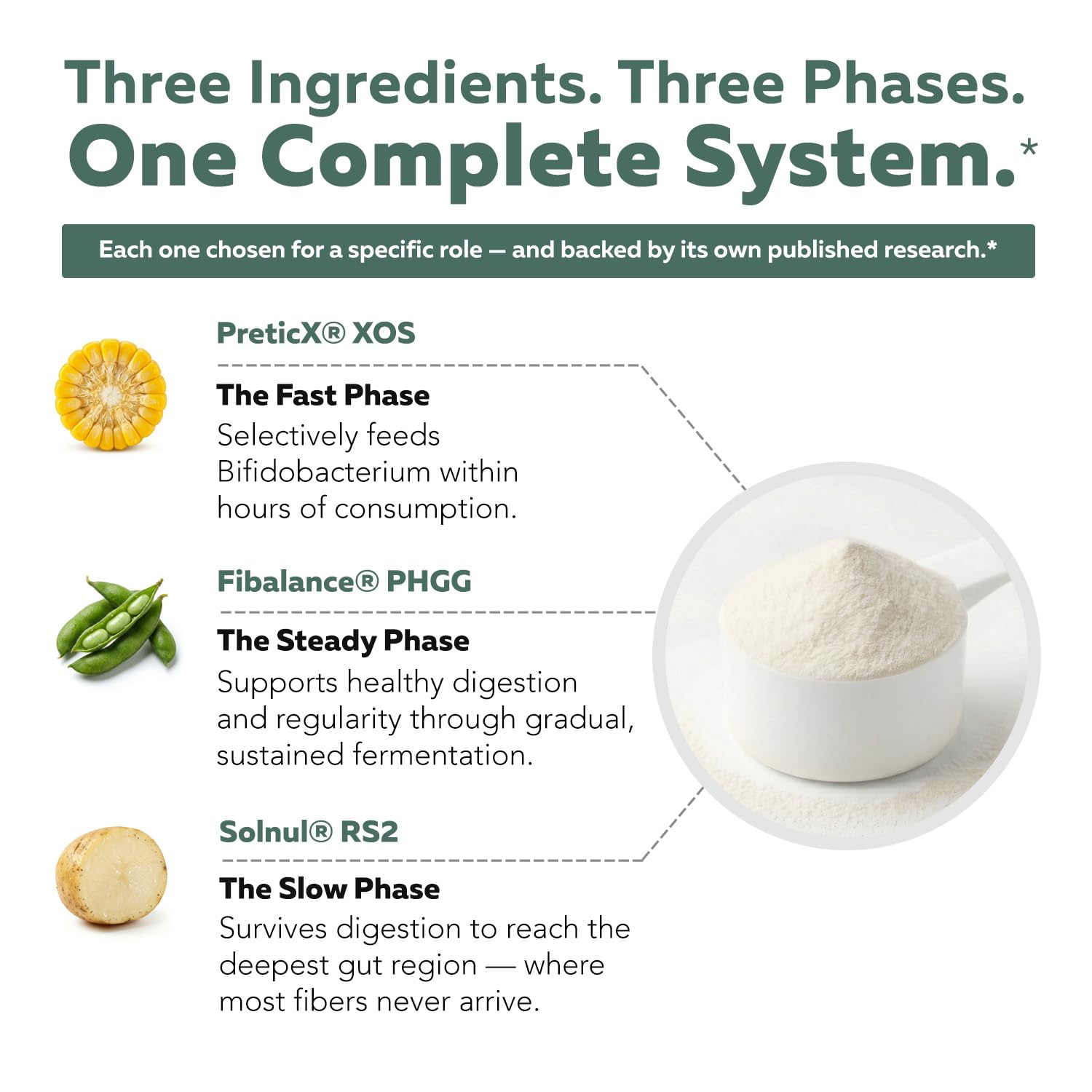 Phase Fiber™ Prebiotic Powder for Complete Gut & Digestion Support, Low FODMAP Certified Ingredients, Triple Phase Fermentation, Clinically Studied for Sensitive Digestion, Vegan (30 Servings) — Amazon image 4