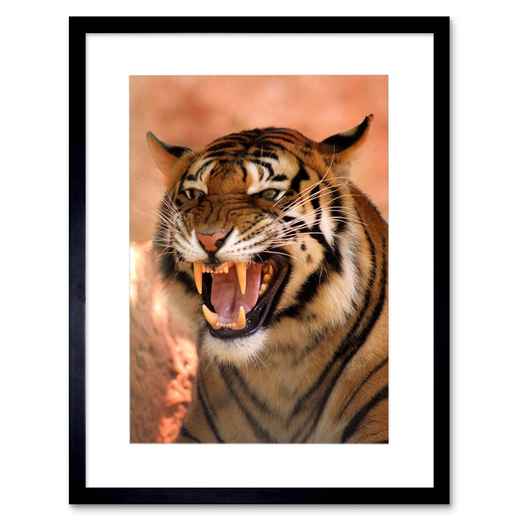 Wee Blue Coo TIGER ROARING TEETH FIERCE BLACK FRAME FRAMED ART PRINT PICTURE MOUNT B12X8783