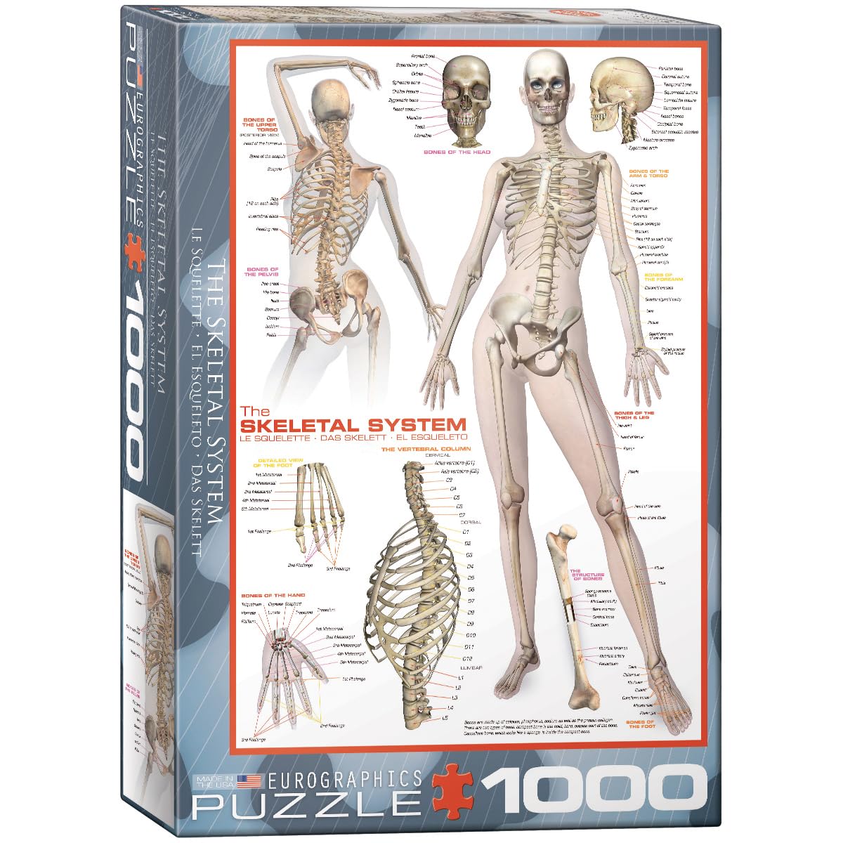 Eurographics EG60002014 the Skeletal System Puzzle (1000 Pieces)