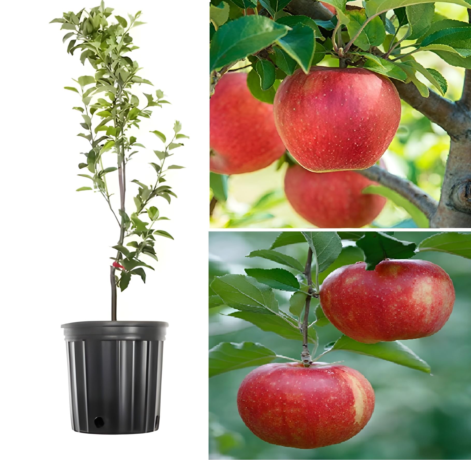 See full amazon price history chart for Green view Original Himachali Red Apple 1 Healthy Live Plant 1.5 feet (Anna Apple Plant) In Nursery Grow Bag All India Climate Suitable Green view Original Himachali Red Apple 1 Healthy Live Plant 1.5 feet (Anna Apple Plant) In Nursery Grow Bag All India Climate Suitable (B0CH8HP8NT) Amazon Price History, Amazon Price Tracker