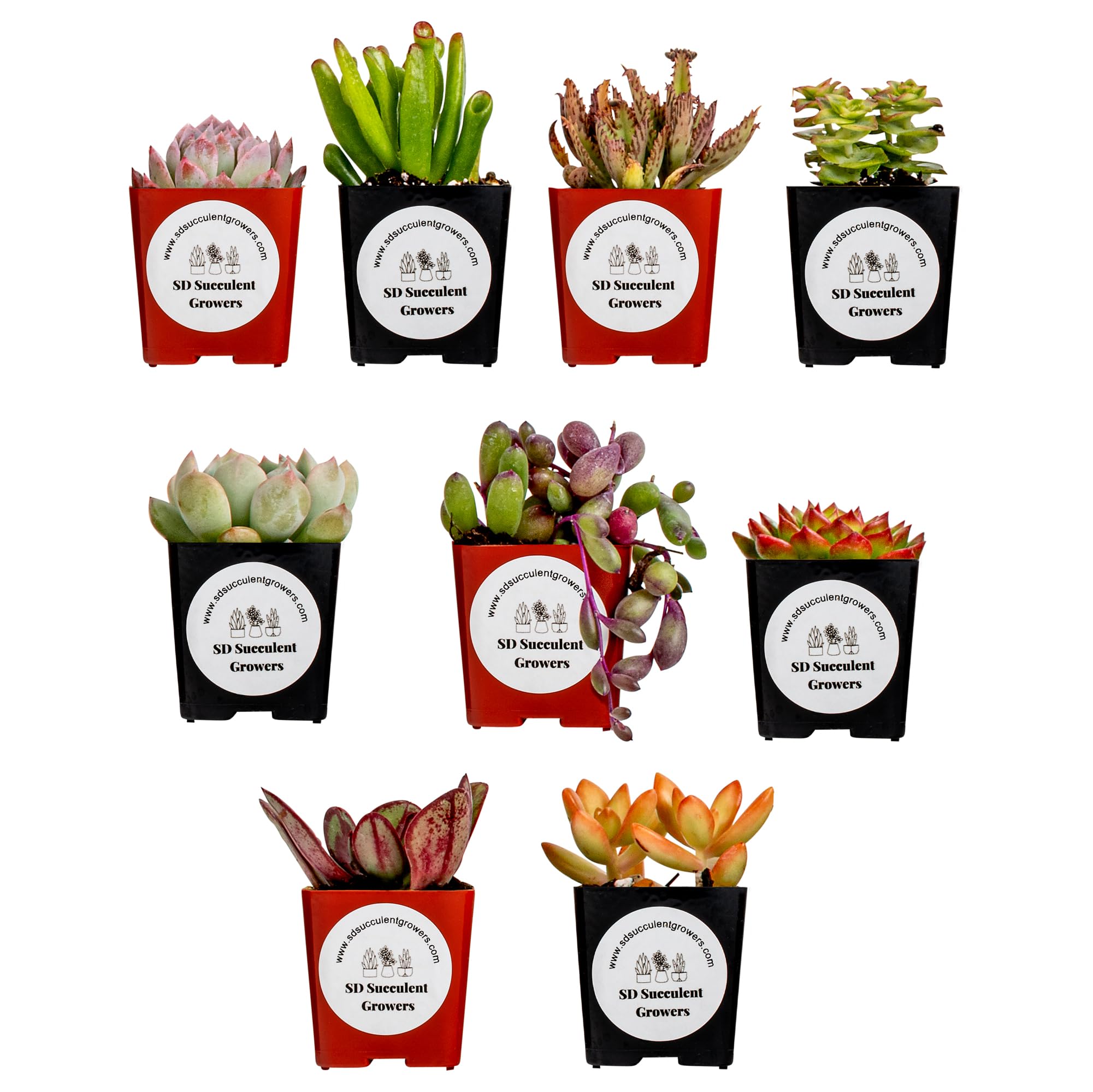SD Succulent Growers 9-Pack