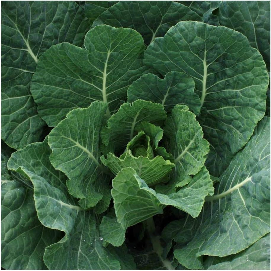 Collards Georgia Southern FBA-1263 (Green) 200 Non-GMO, Heirloom Seeds