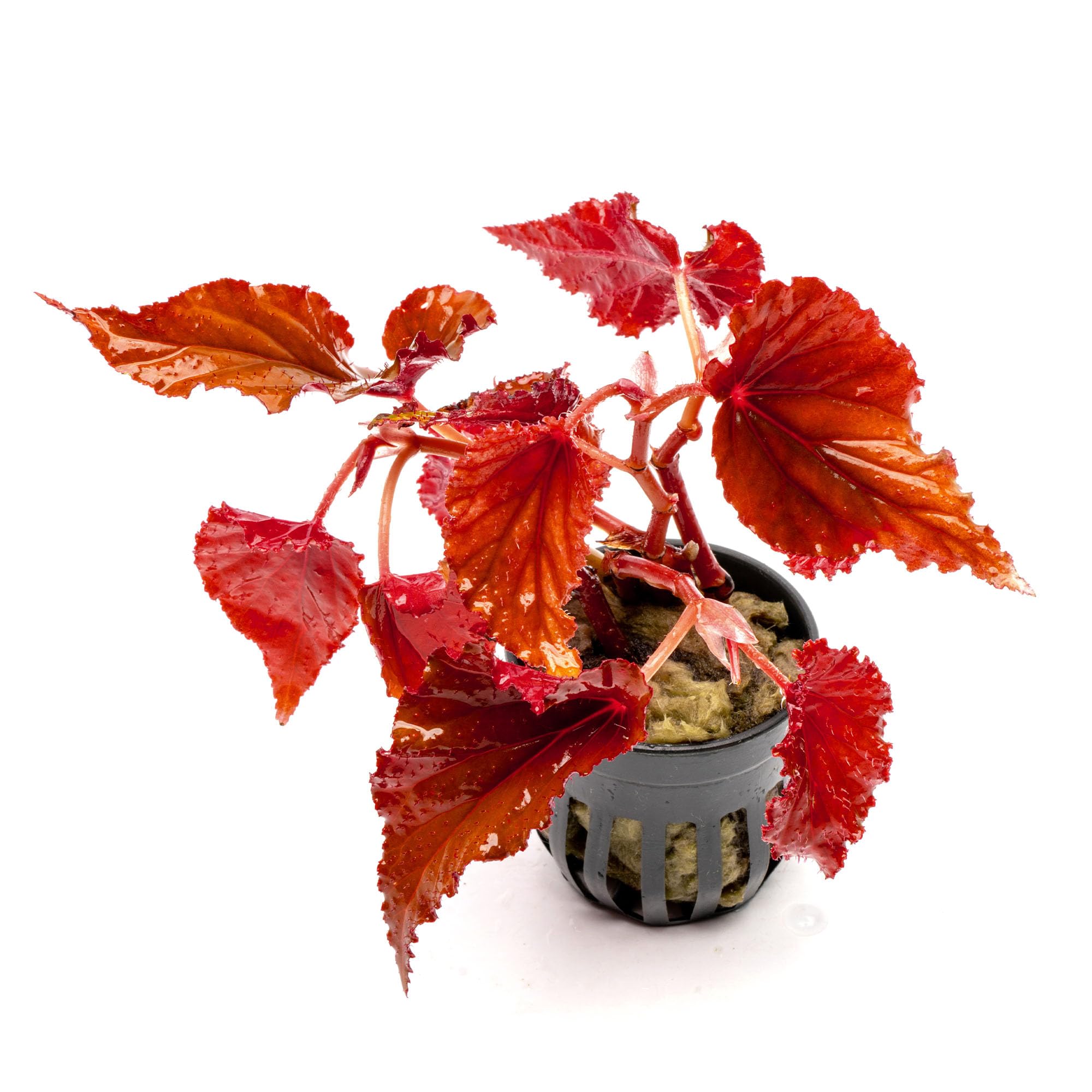 SubstrateSource Begonia Arabian Sunset