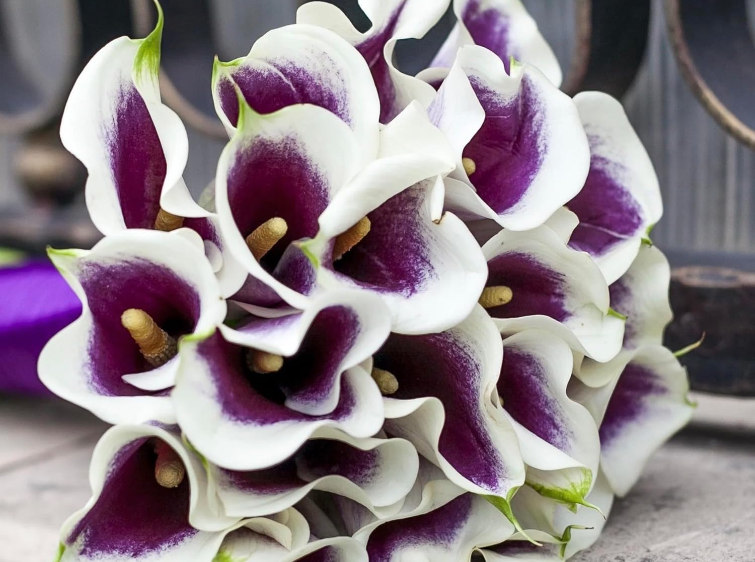 Picasso Calla Lily Bulbs for Planting - Rare Purple and White Trumpet Blooms - Big Healthy Bulbs for Growing - Deer & Rodent Resistant - Create Your Own Bouquet (5 Bulbs)
