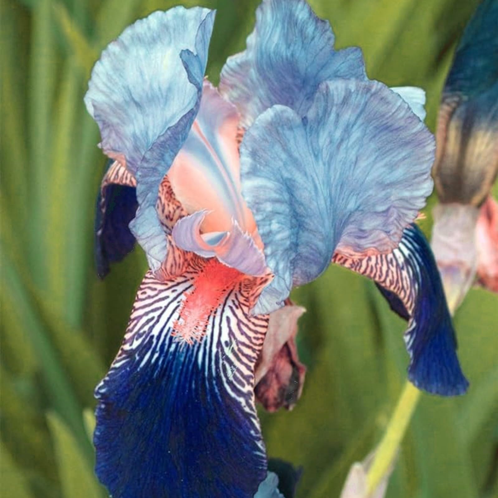 Iris Bulbs for Planting Now UK Ornamental Perennial Excellent Display Natural Organic Easy Plant Hard Greening Flower Good for Containers Unique.-5Bulbs-I