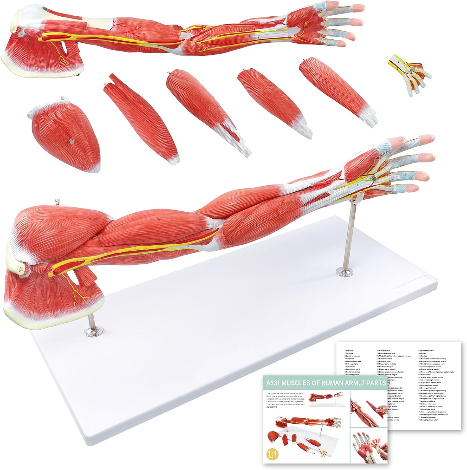 NEW HORIZON Human Arm Anatomical Muscle Model Anatomy Arm Model, Upper