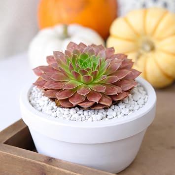 Succulents Box Sempervivum Colorockz 'Coral Red' Live Rare Sempervivum Succulent, 2" Plastic Pot