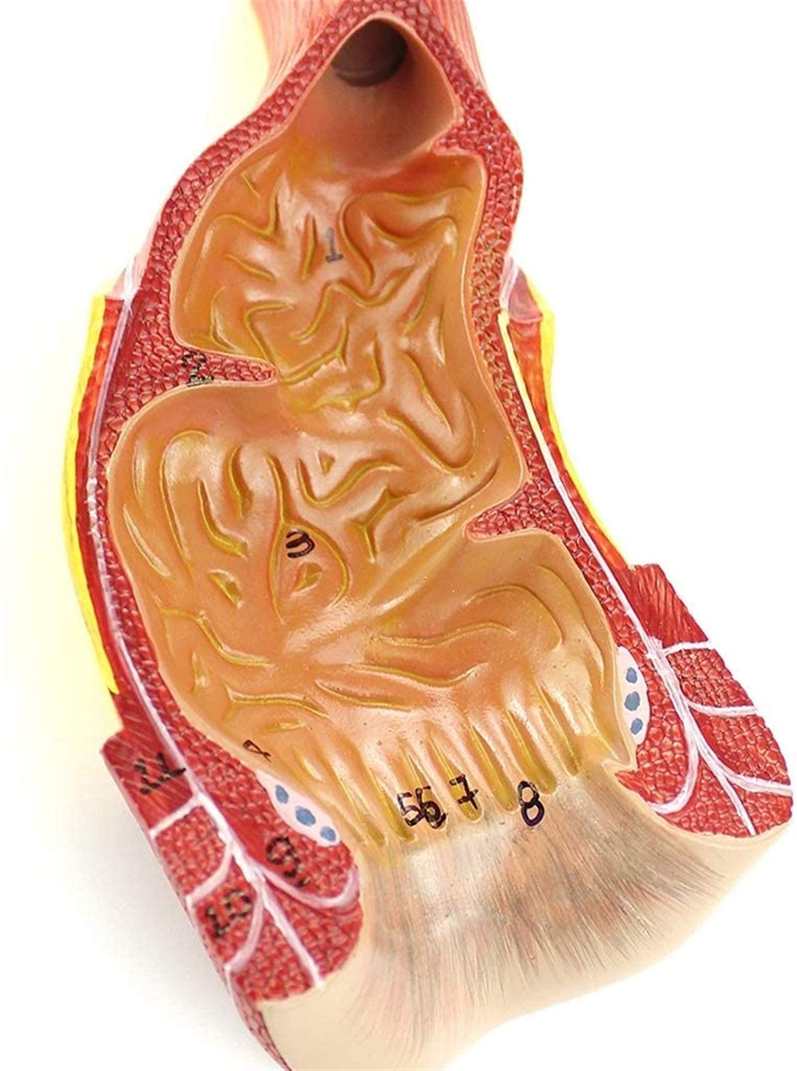 Model anatomiczny, model ludzkiego kanału nicy - narząd ludzki - medyczny model kanału nicy - materiał PCW model anorektalny do nauki nauczania modów medycznych model szkieletu