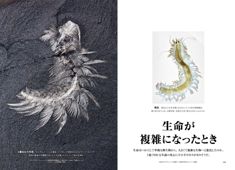 【美品】NationalGEOGRAPHIC 日本版　98年〜04年 ナショナルジオグラフィック 日本語版 1998年4月号 - メルカリ