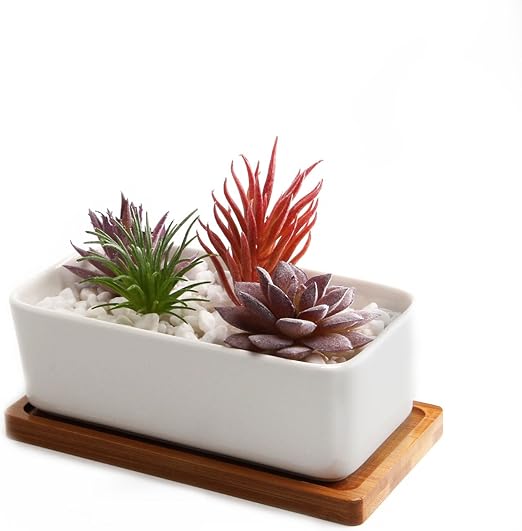 Amazon Co Jp T4u 16 5cm 陶器鉢 植木鉢 多肉植物鉢 サボテン鉢 竹トレイ付き 底穴付き 白 長方形 Diy 工具 ガーデン Amazon Co Jp T4u 16 5cm 陶器鉢 植木鉢 多肉植物鉢 サボテン鉢 竹トレイ付き 底穴付き 白 長方形 Diy 工具 ガーデン