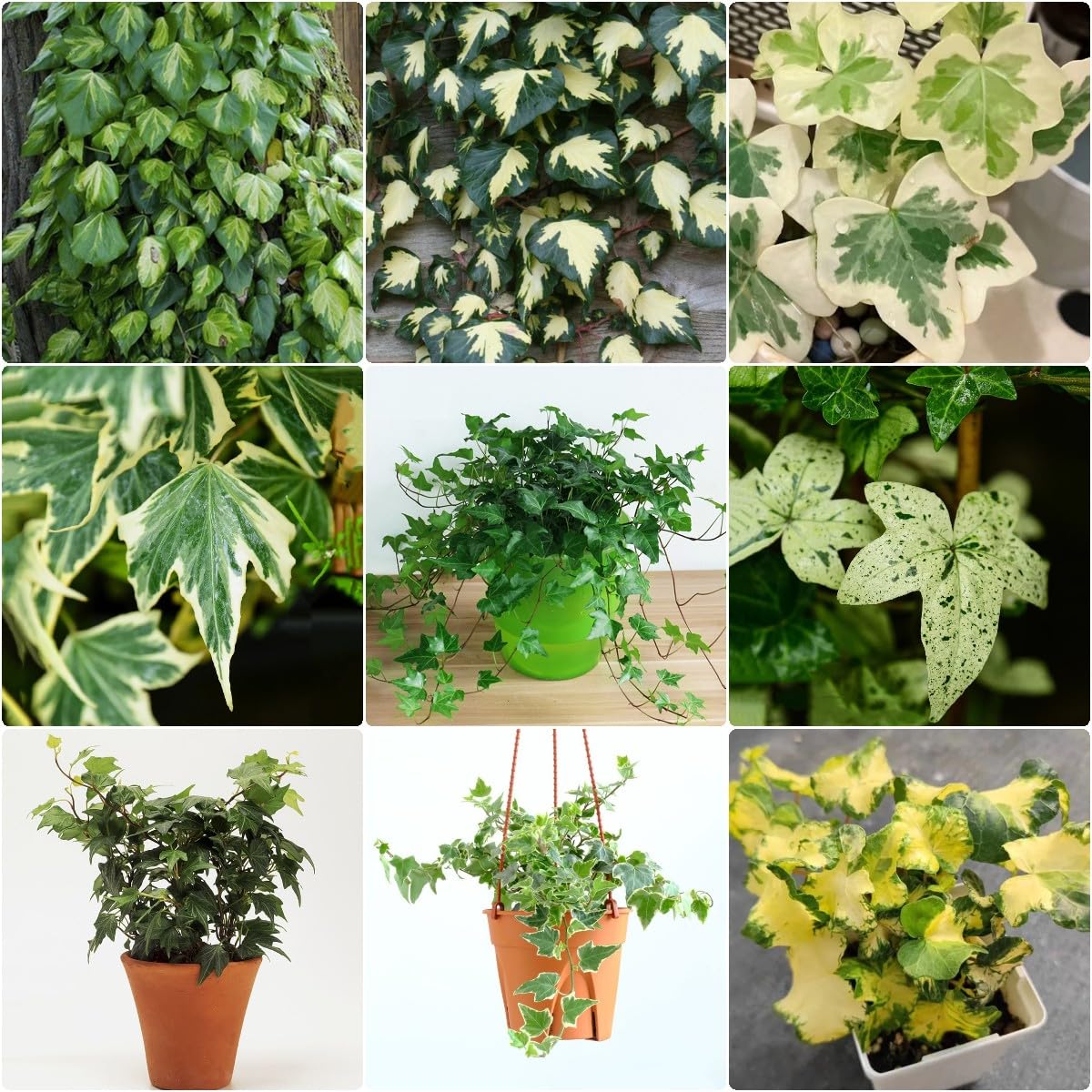 Generic 100 Piezas Semillas De Hiedra Perenne, Enredaderas De Hiedra, Enredaderas De Hiedra Pared Verde, Plantas Deco Vid (Hedera Nepalensis) Plantas De Jardín, Plantas Decorativas