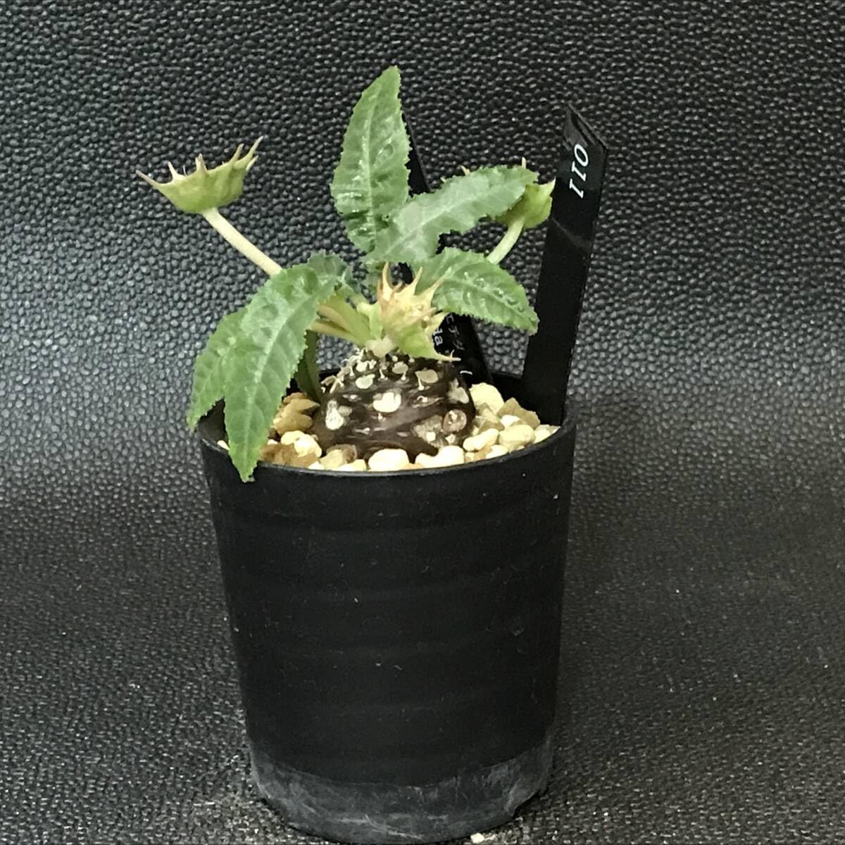 ドルステニア・フォエチダ　モンスト ドルステニア・フォエチダ モンスト