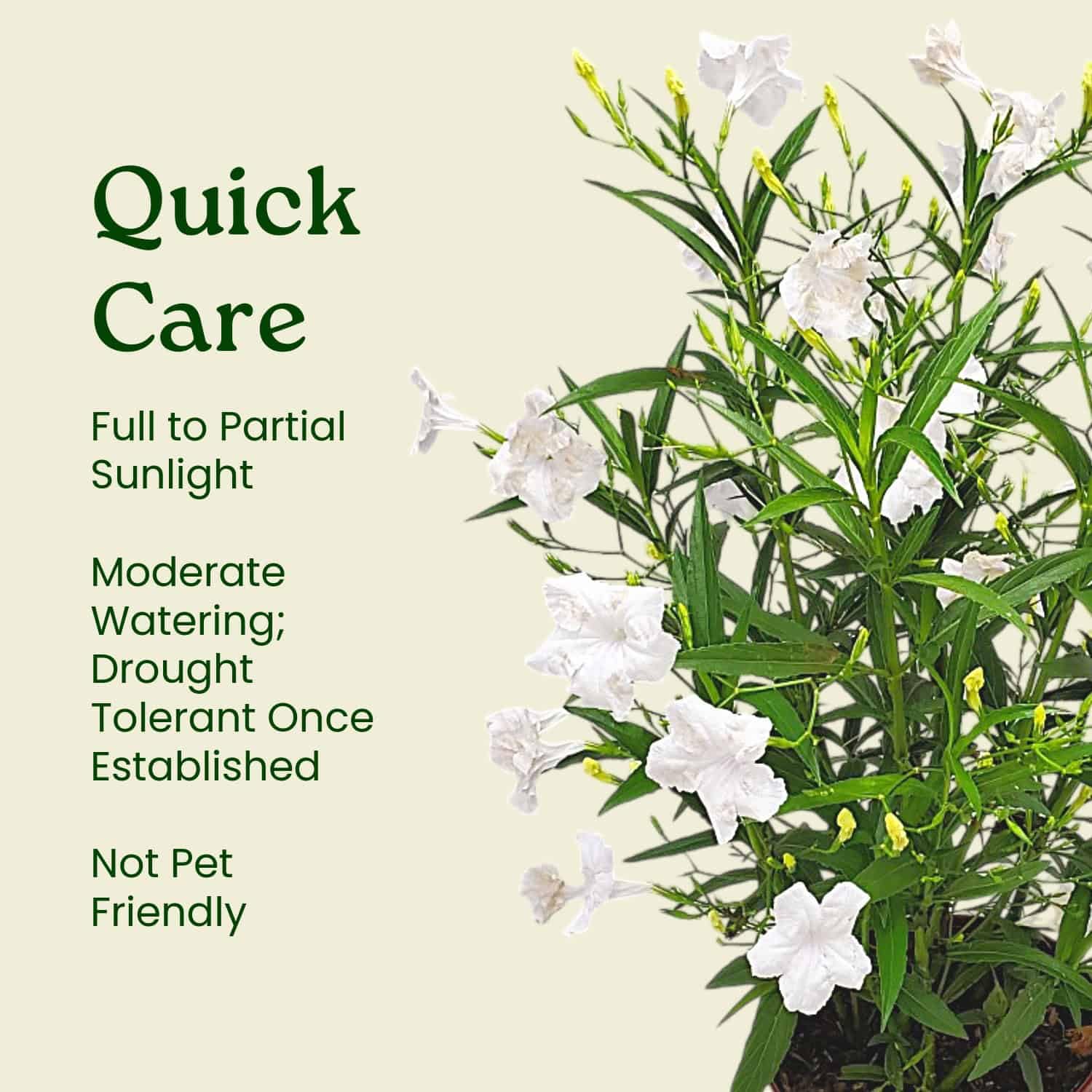 新品】LOWYA New Ruellia 284 ホワイト 新品】LOWYA New Ruellia 2 84