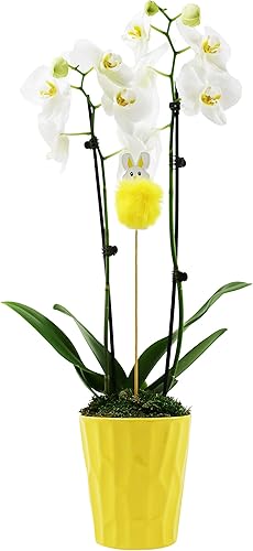 Plants Blooms Shop Orquídea maceta de Pascua hermosas plantas vivas fácil cuidado 5 pulgadas blanco maceta amarilla