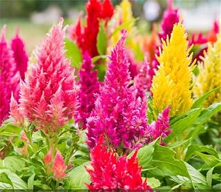 Rare Flower Seeds Cockscomb Pampass Plume 500 Seeds Celosia Argentea Rainbow Colour Flower